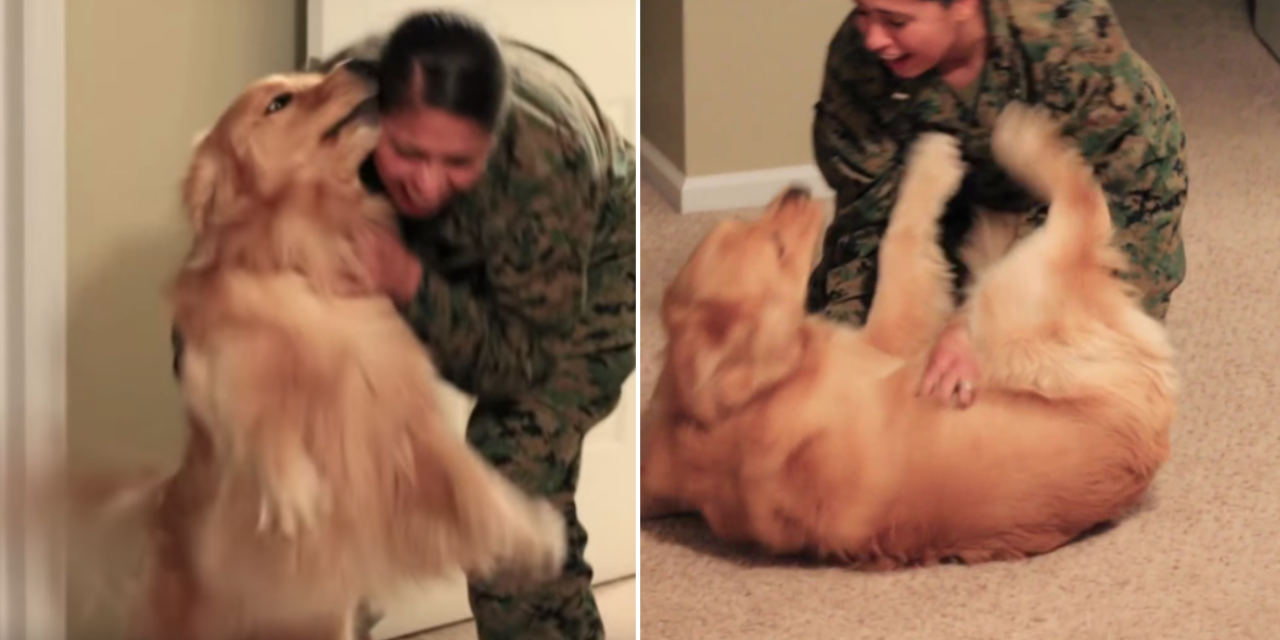Adorable Golden Retriever Has Emotional Reunion With Marine Mom