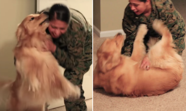 Adorable Golden Retriever Has Emotional Reunion With Marine Mom