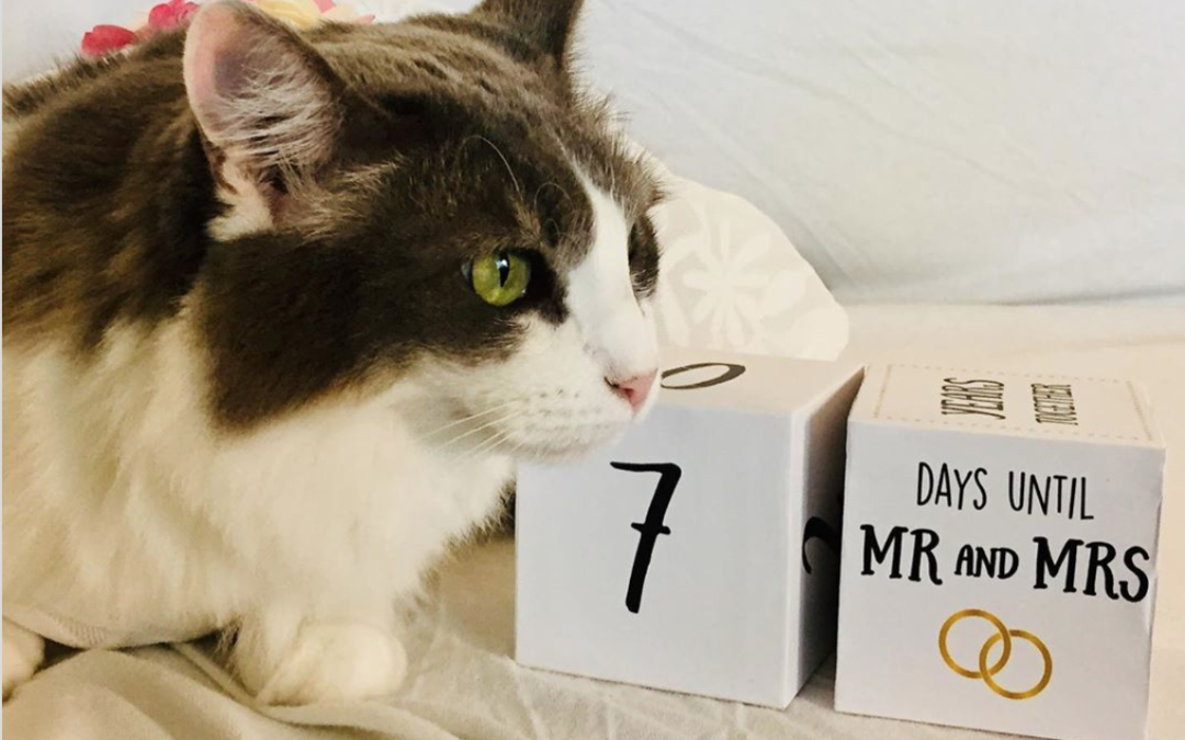 Man Is “Marying” His Cat on a Live Video This Saturday For An Amazing Reason