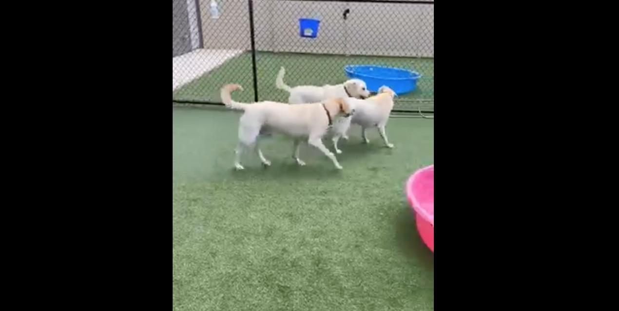 Watch This Unique Re-Barkable Reunion Of Three Labrador Retrievers