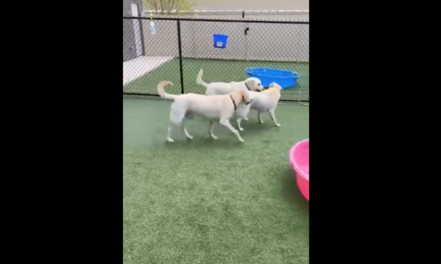 Watch This Unique Re-Barkable Reunion Of Three Labrador Retrievers
