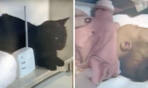 A Mom Hears Moaning from Her Baby’s Monitor, Then She Finds This