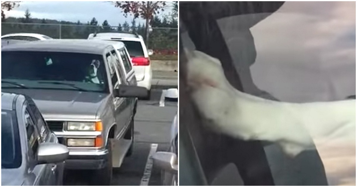 Hilarious boxer is done waiting for his human daddy and takes things into his own hands