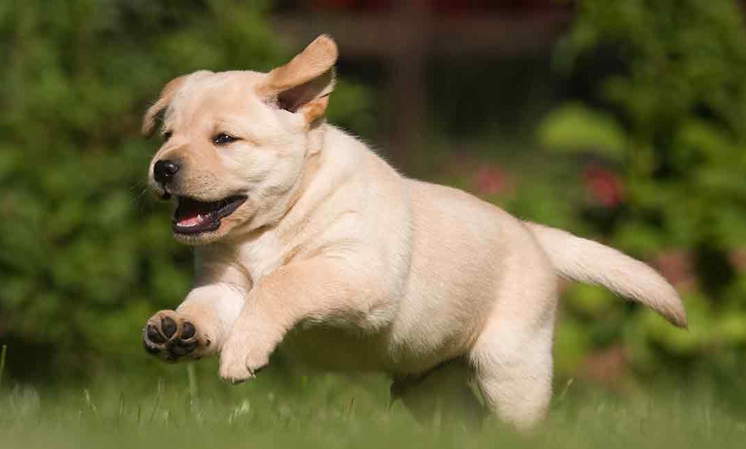Labs Are America’s Favorite Dog For 29th Year, See How Others Made It