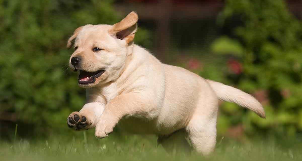 Labs Are America’s Favorite Dog For 29th Year, See How Others Made It