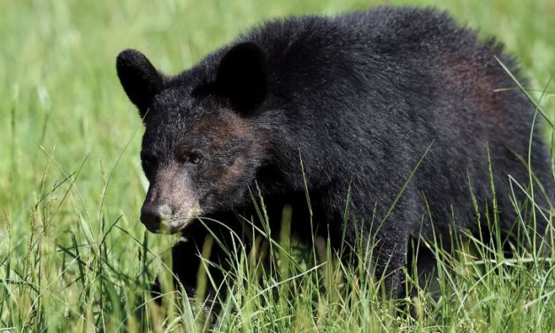 72-Year-Old Man Saves His Dog From Bear Attack