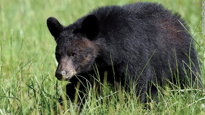 72-Year-Old Man Saves His Dog From Bear Attack