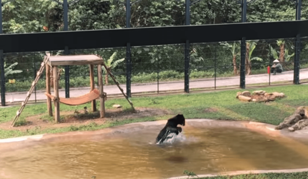 Bear Who Lived 9 Years In Cage Sees Water For The First Time In His Life