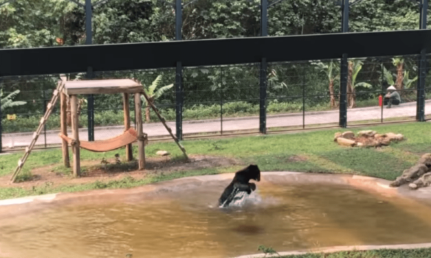 Bear Who Lived 9 Years In Cage Sees Water For The First Time In His Life