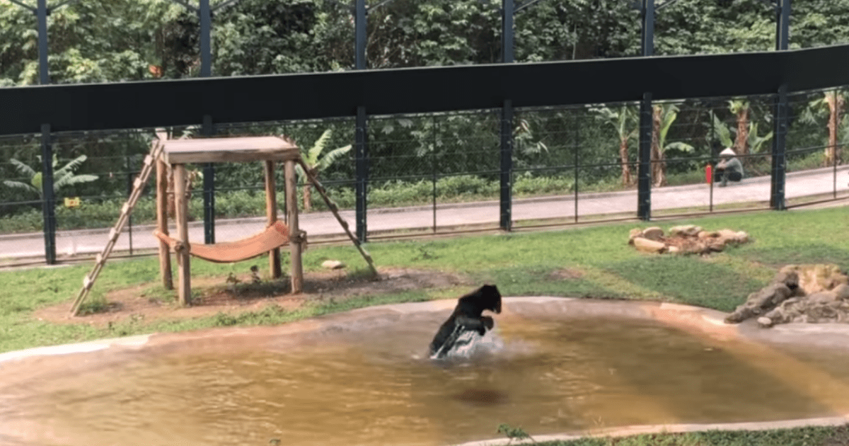 Bear Who Lived 9 Years In Cage Sees Water For The First Time In His Life