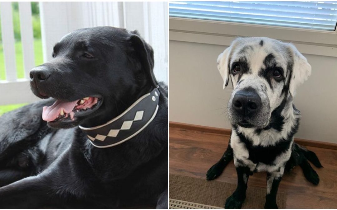 Meet Blaze, Labrador Retriever Which Fur Is Changing From Black to White