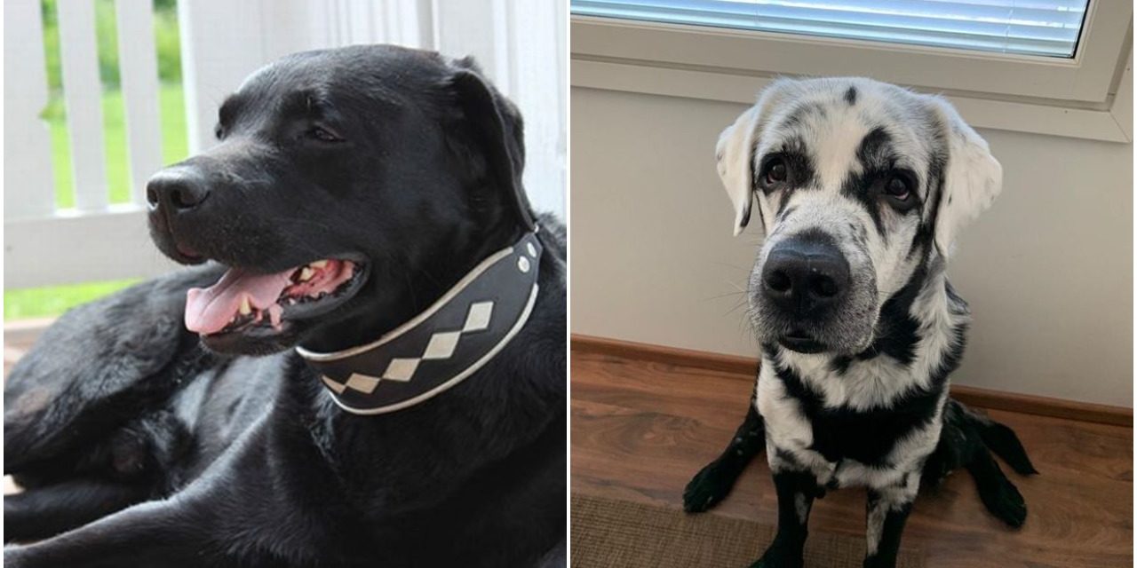 Meet Blaze, Labrador Retriever Which Fur Is Changing From Black to White