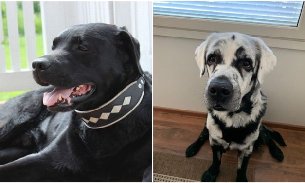 Meet Blaze, Labrador Retriever Which Fur Is Changing From Black to White
