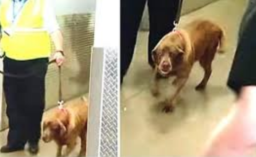 Sergeant And His K9 Military Dog Reunite In Emotional Video After 2 Years Apart