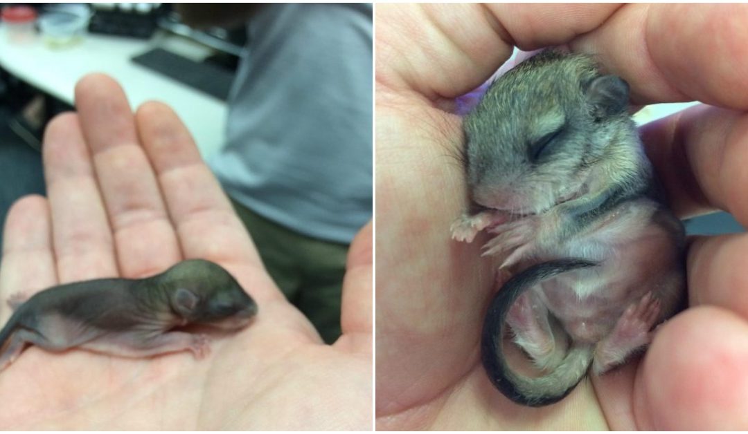 Man Rescues Newborn Animal On The Verge of Death And Brings It Back To Health