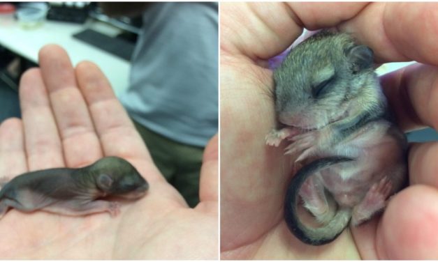 Man Rescues Newborn Animal On The Verge of Death And Brings It Back To Health