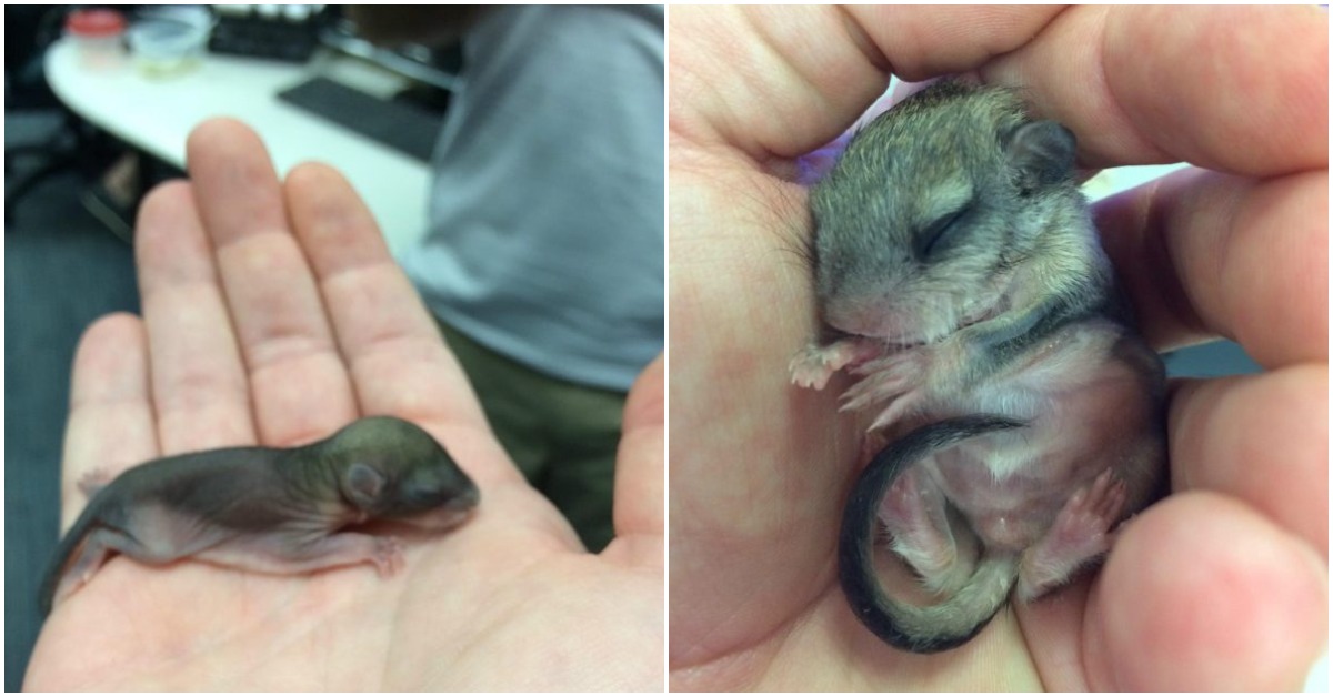 Man Rescues Newborn Animal On The Verge of Death And Brings It Back To Health