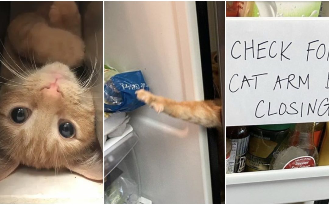 Meet Carrot, The Cat That Has Gone Viral For Getting His Little Paws in The Fridge