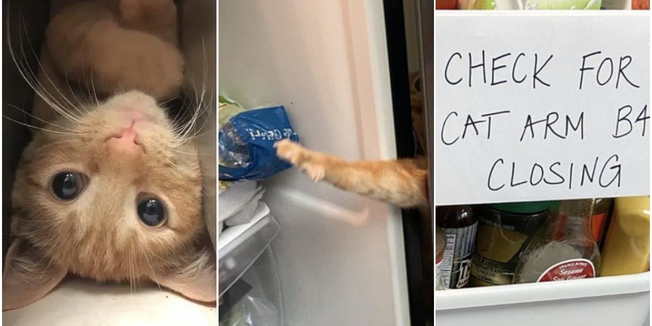 Meet Carrot, The Cat That Has Gone Viral For Getting His Little Paws in The Fridge