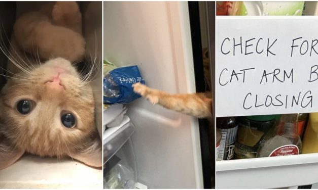 Meet Carrot, The Cat That Has Gone Viral For Getting His Little Paws in The Fridge