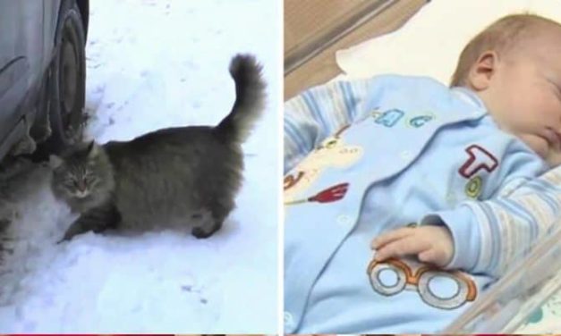 Hero cat saves baby left to freeze to death