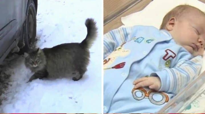 Hero cat saves baby left to freeze to death