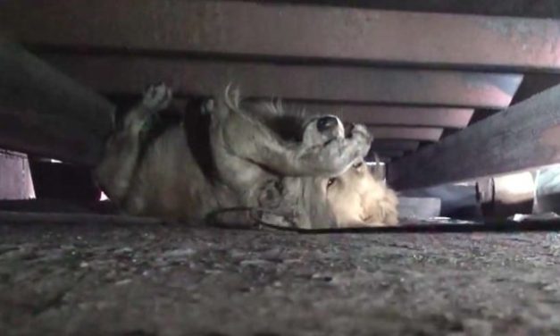 Stray Golden Retriever Suffers a Panic Attack While Being Rescued