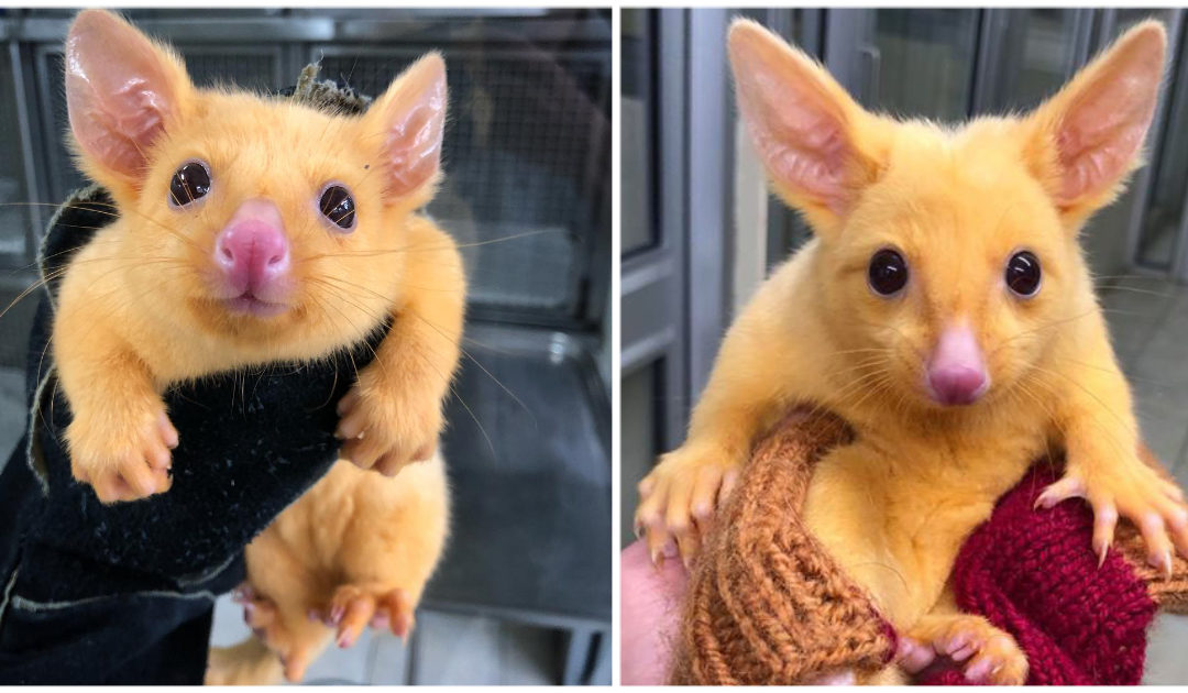 Wildlife sanctuary rescues a rare, beautiful golden possum