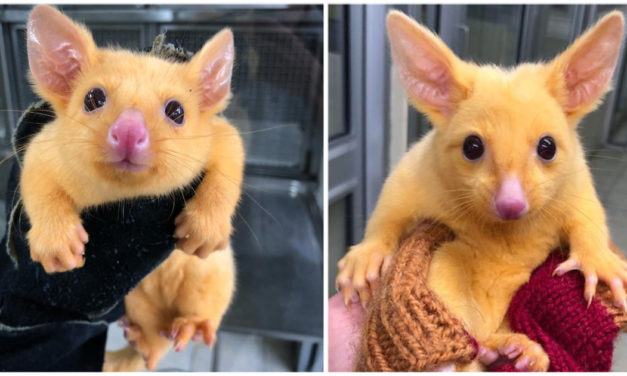 Wildlife sanctuary rescues a rare, beautiful golden possum