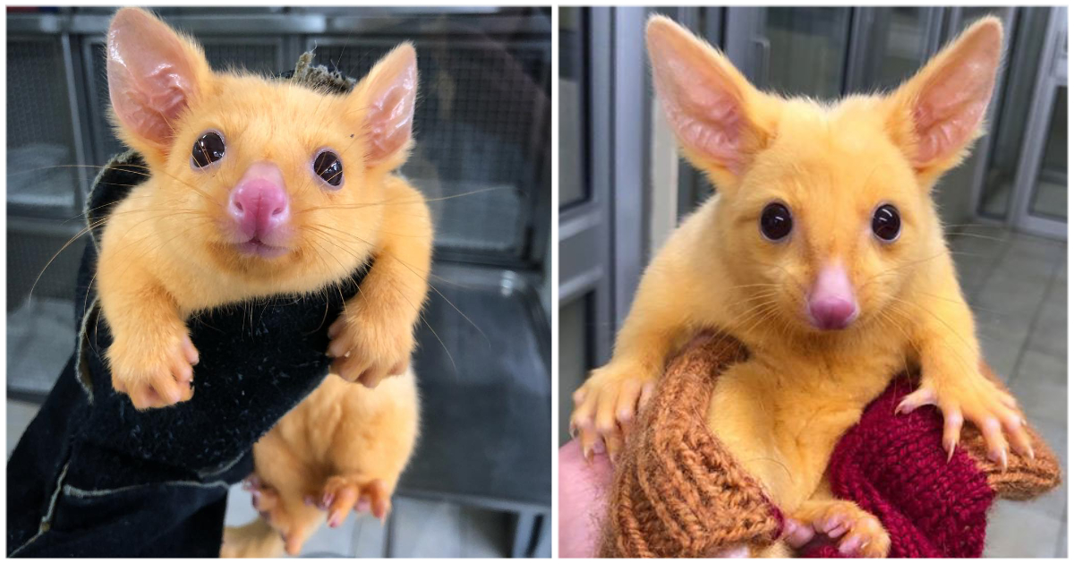 Wildlife sanctuary rescues a rare, beautiful golden possum