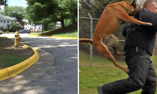Man Tried to Abduct 10-Year-Old Girl And Didn’t Notice That Her Dog Was Watching Her Back