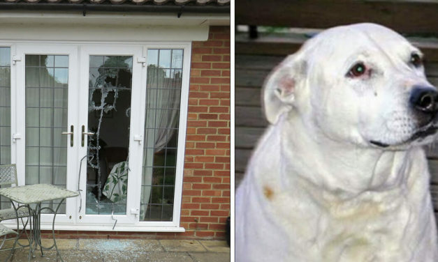 Two Women Are Saved From Abuse By A Pit Bull Mix