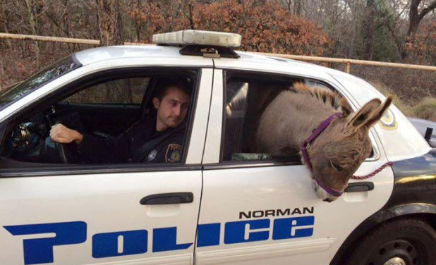 Donkey Gets A Ride In A Cop Car After Getting Rescued From A Busy Highway