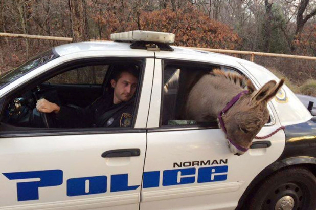 Donkey Gets A Ride In A Cop Car After Getting Rescued From A Busy Highway