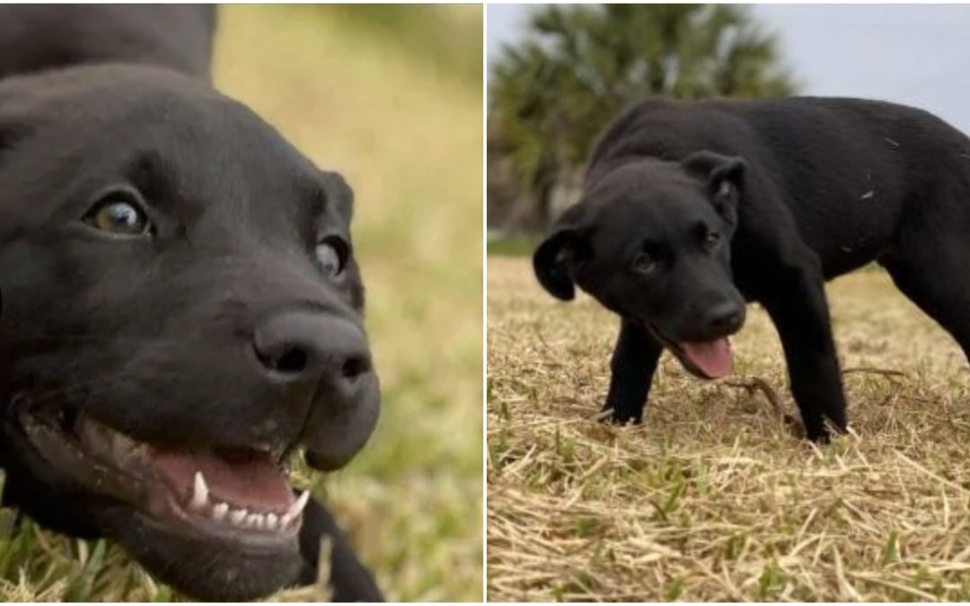 Two Teens Face Grand Theft Charges For Stealing A Labrador Puppy