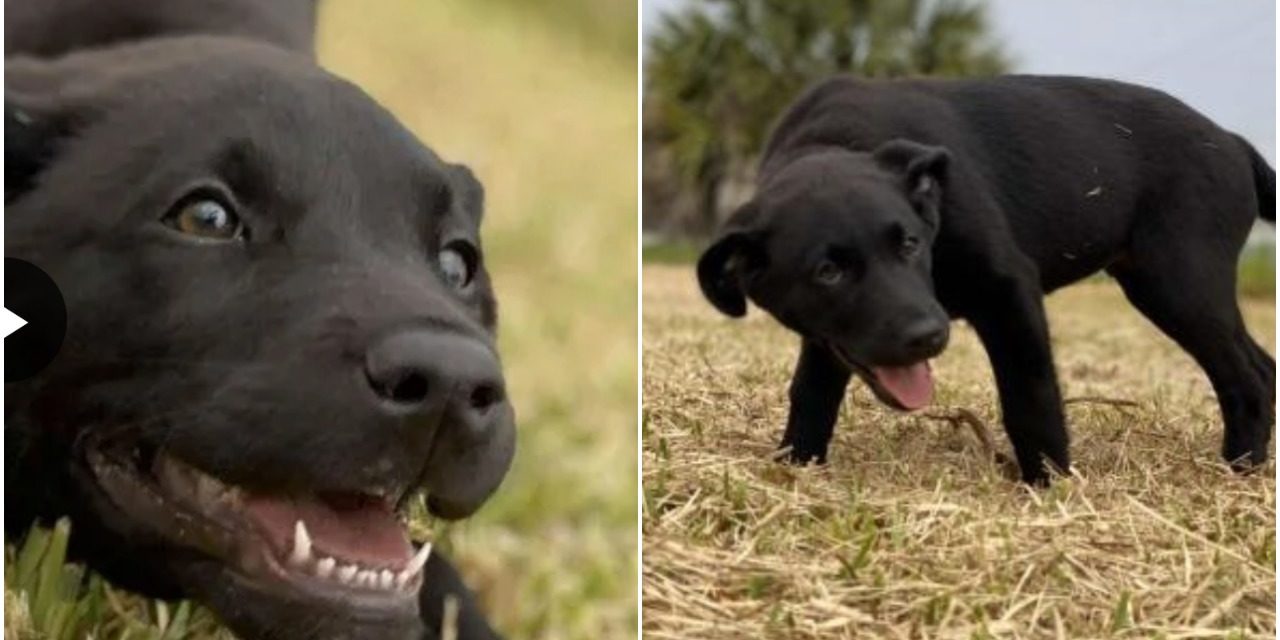 Two Teens Face Grand Theft Charges For Stealing A Labrador Puppy