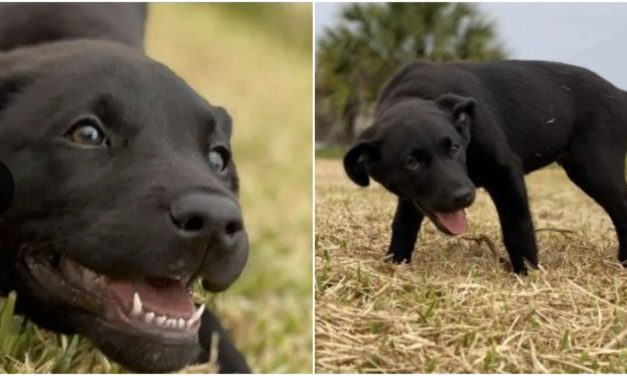 Two Teens Face Grand Theft Charges For Stealing A Labrador Puppy