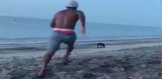 Man Who Tries to Kick Homeless Dog At The Beach Receives Instant Karma