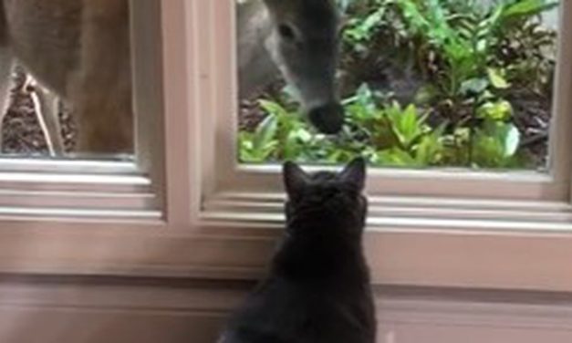 Cat and Deer Become Best Friends Through Window