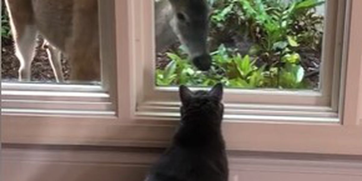 Cat and Deer Become Best Friends Through Window