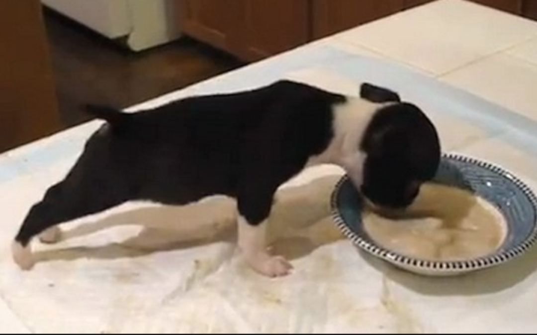Hungry Boston Terrier Puppy Flips Over His Breakfast in the Most Adorable Way Possible