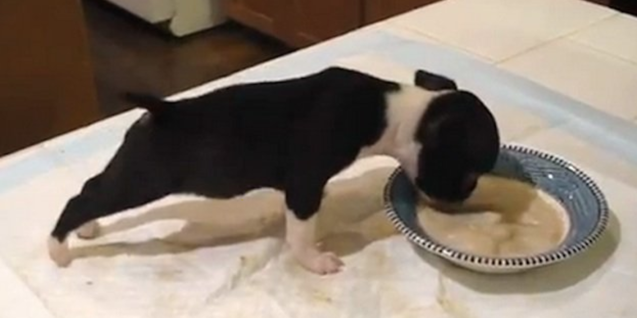 Hungry Boston Terrier Puppy Flips Over His Breakfast in the Most Adorable Way Possible