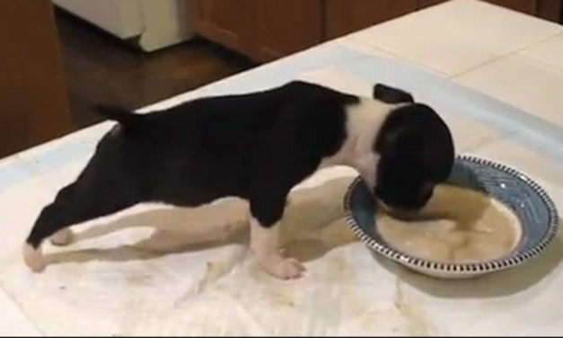 Hungry Boston Terrier Puppy Flips Over His Breakfast in the Most Adorable Way Possible