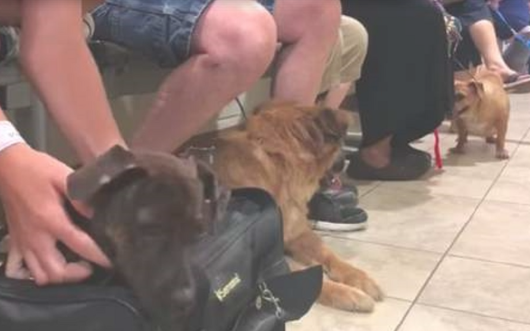 People Are Actually Lining To Abandon Their Pet In An Overcrowded Shelter
