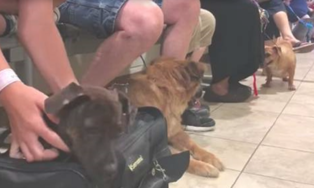 People Are Actually Lining To Abandon Their Pet In An Overcrowded Shelter