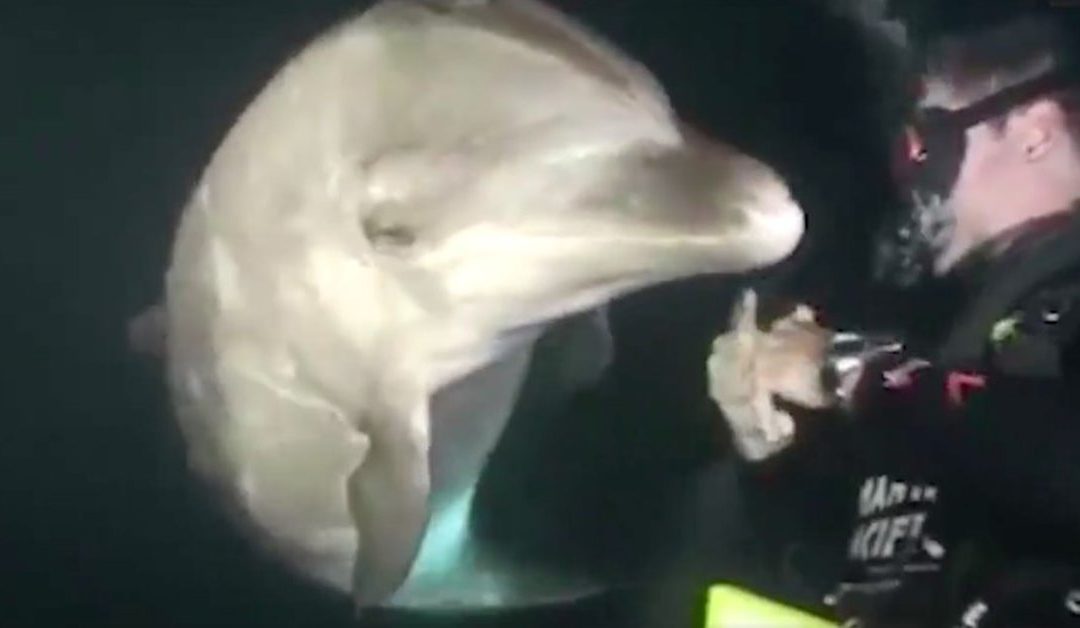 Diver Was Swimming in Hawaii When a Dolphin Swam Up Him Begging For Help