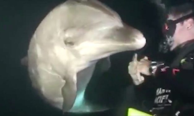 Diver Was Swimming in Hawaii When a Dolphin Swam Up Him Begging For Help