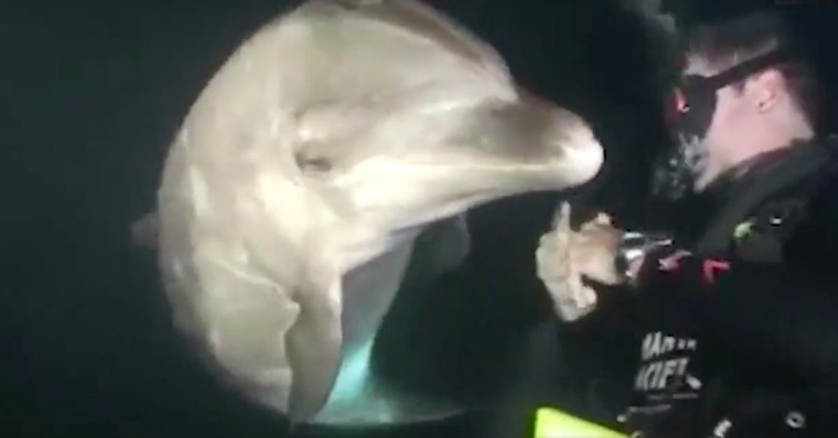 Diver Was Swimming in Hawaii When a Dolphin Swam Up Him Begging For Help