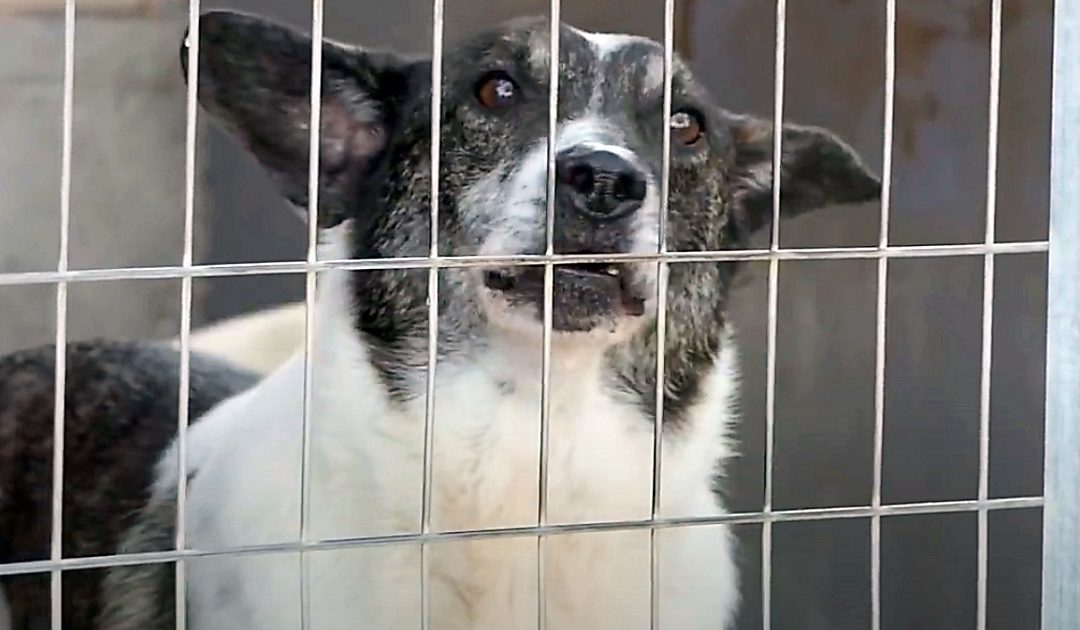 Elias Has Spent Six Years In A Shelter Because He’s ‘Too Ugly’
