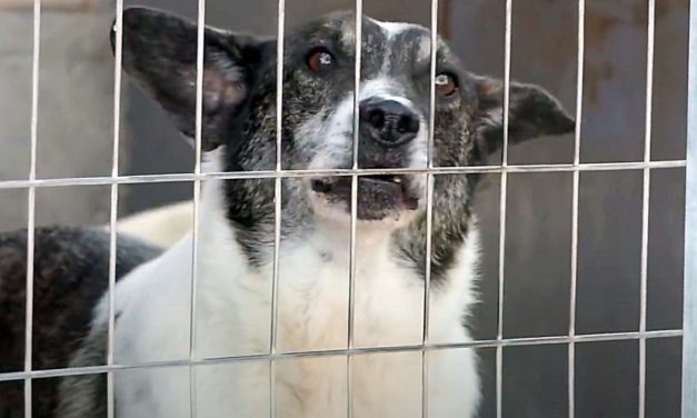 Elias Has Spent Six Years In A Shelter Because He’s ‘Too Ugly’